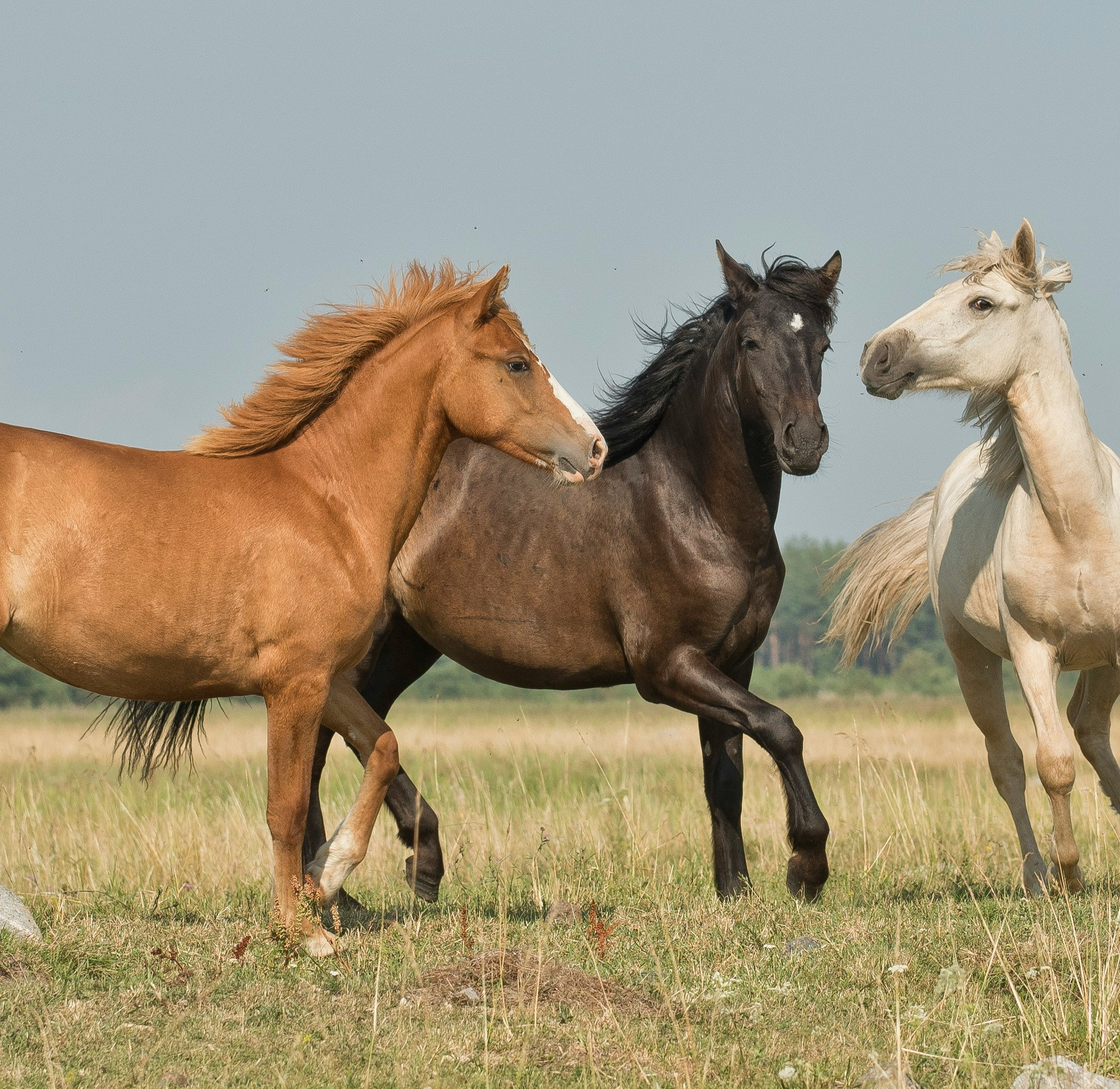 A photo of three horses frolicking in a paddock