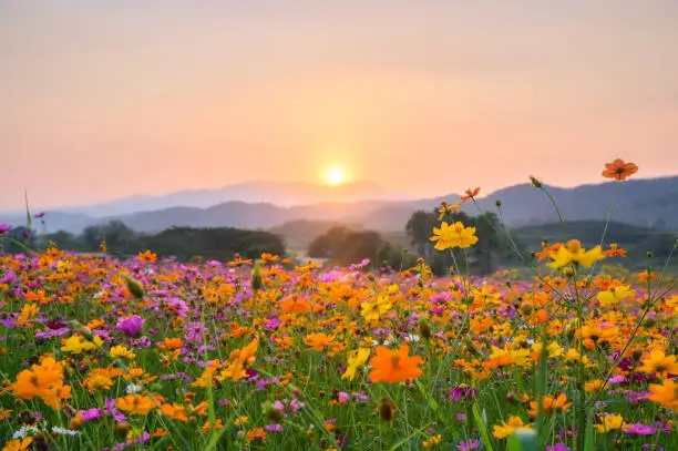 istockphoto-1130636356-612×612